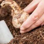 Planting bulbs: which tools to choose?