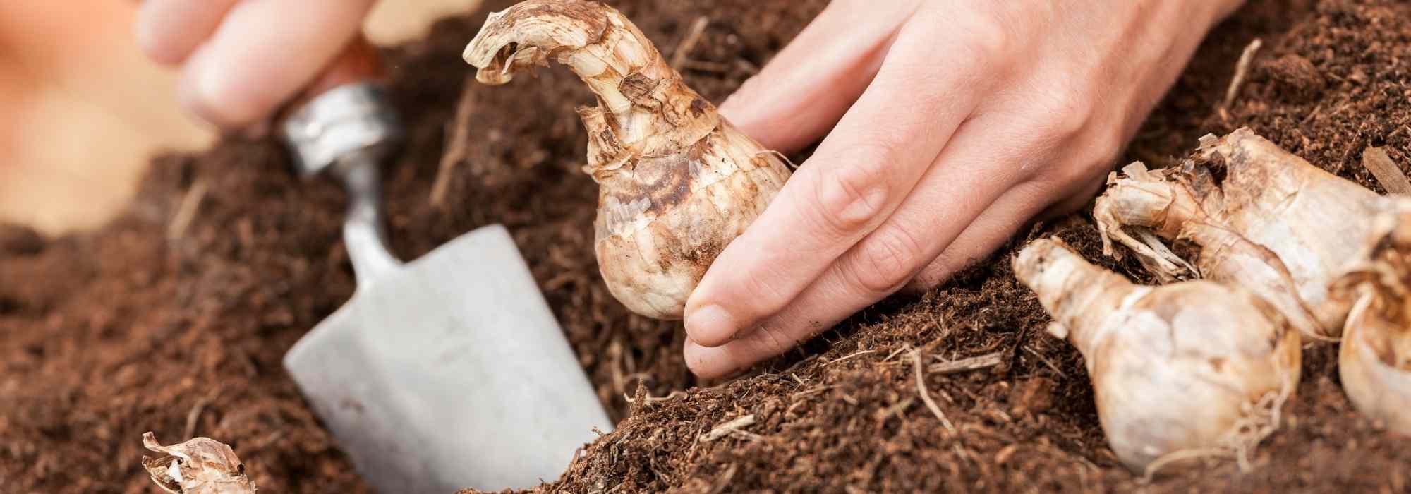 Planting bulbs: which tools to choose?