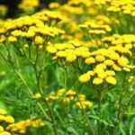 How to make tansy manure?