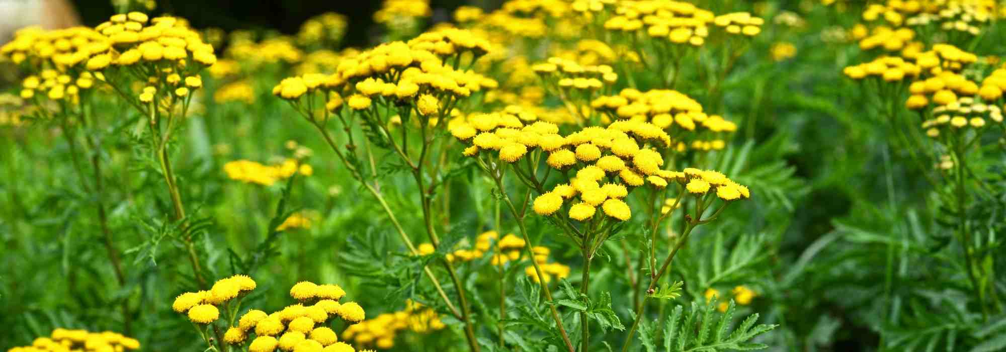How to make tansy manure?