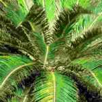 How to protect Cycas in winter?