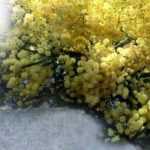 How to protect wattle over winter?