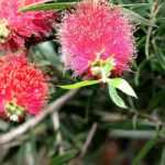 How to prune Callistemon?