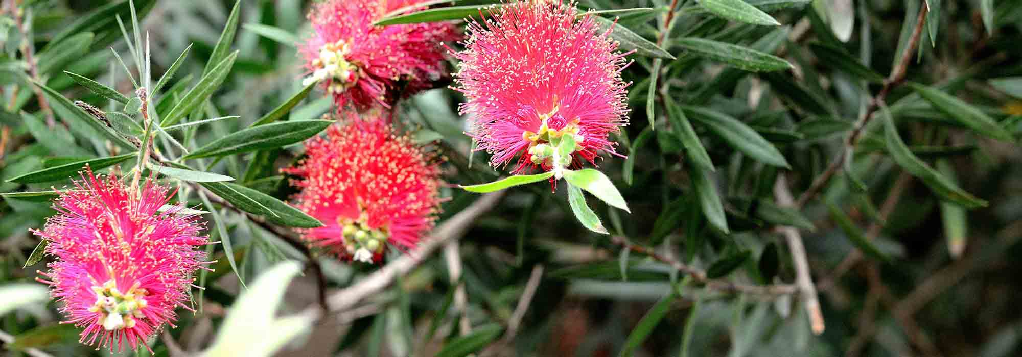 How to prune Callistemon?