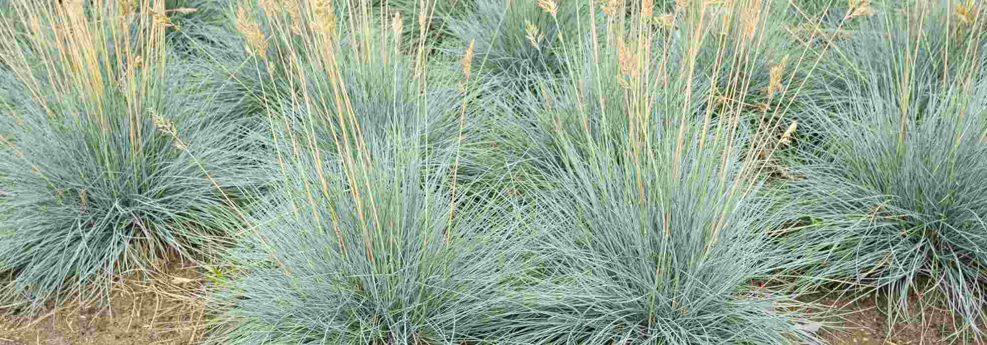 Fescue: planting and care