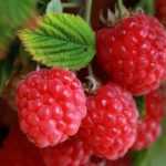 How to propagate raspberry plants?