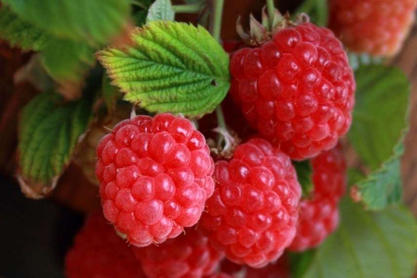 How to propagate raspberry plants?