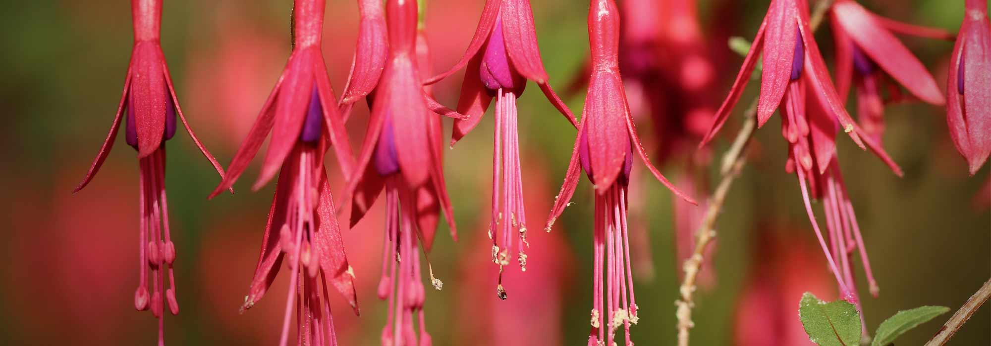 Fuchsia: the 6 hardiest species and varieties