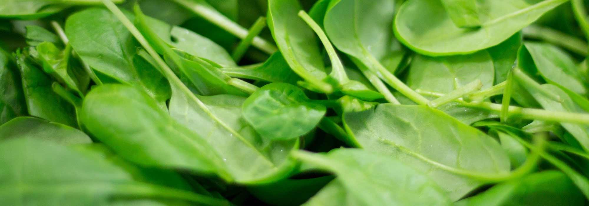 Leaf vegetable: 8 essential varieties