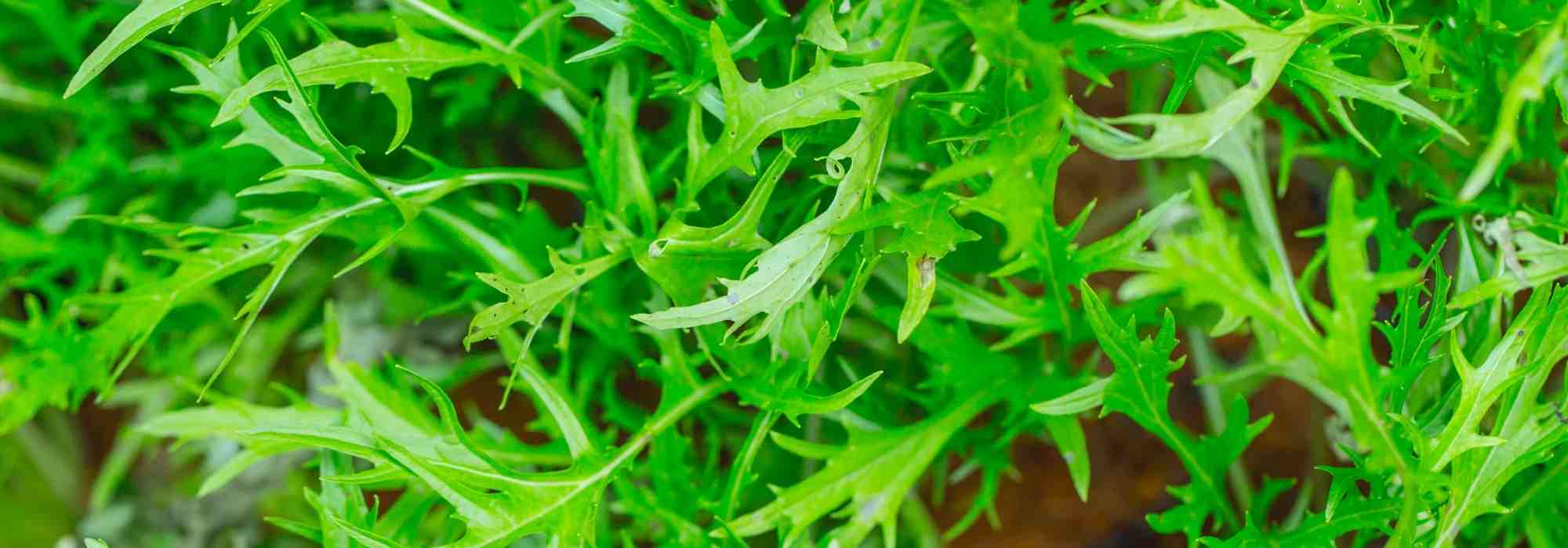 Mizuna: sowing, growing