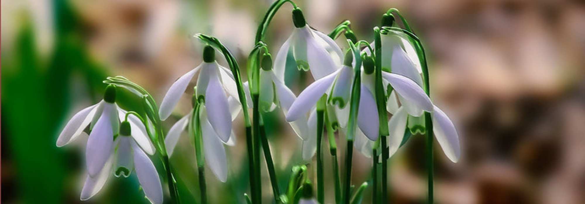 Snowdrops: 5 ideas for pairing them