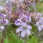 Phacelia: sowing, growing