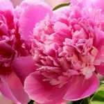 Herbaceous peony: the most beautiful varieties