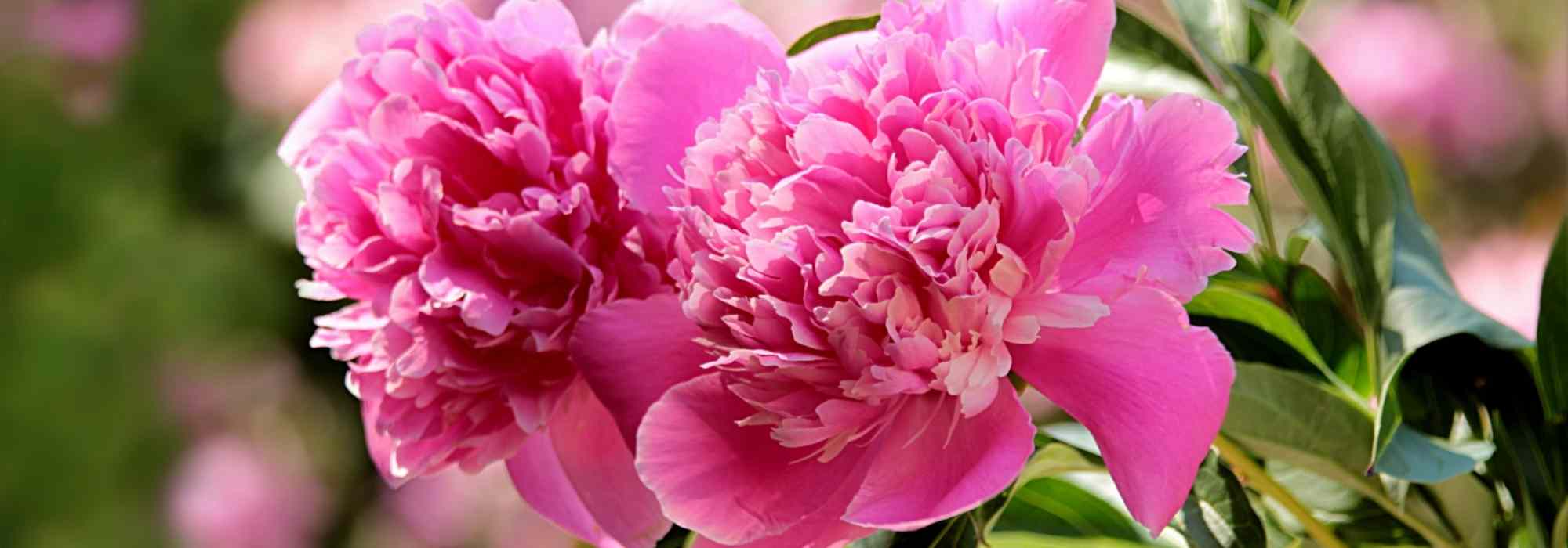 Herbaceous peony: the most beautiful varieties