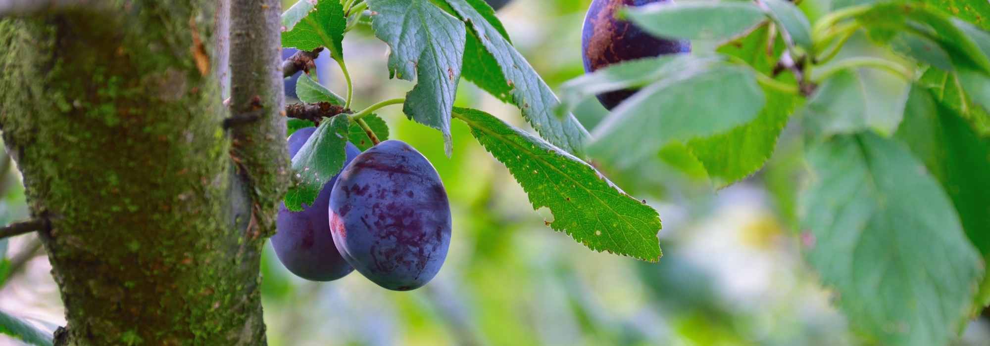 Plum and mirabelle plum trees: best varieties