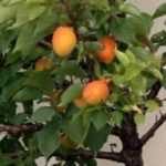 10 dwarf fruit trees to grow in pots