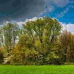 How and why to create a windbreak hedge?