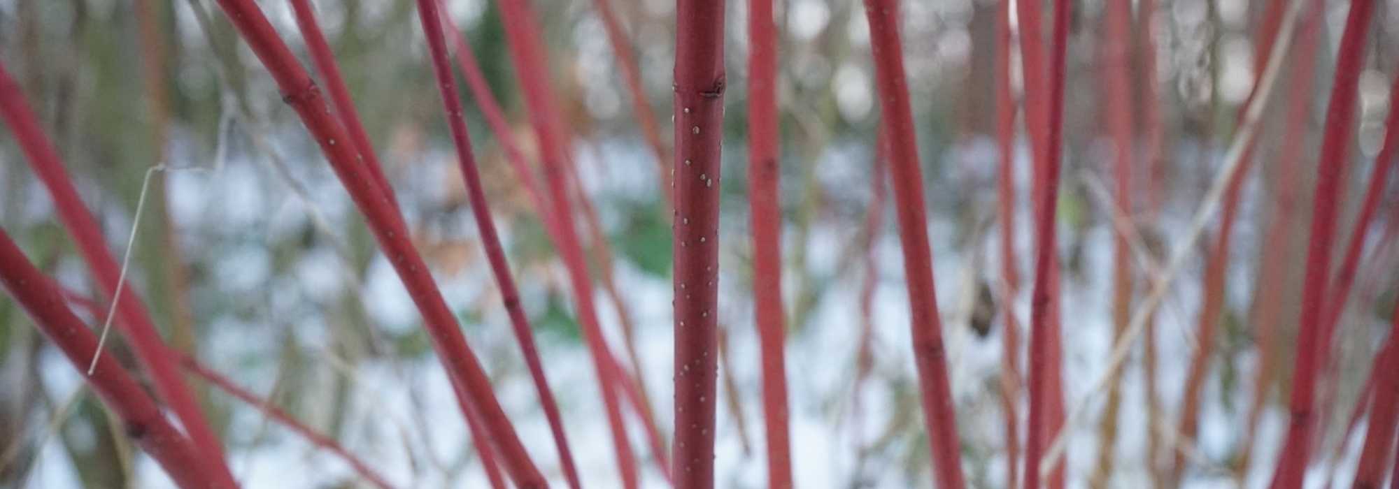 12 Dogwoods with decorative wood: reliable choices