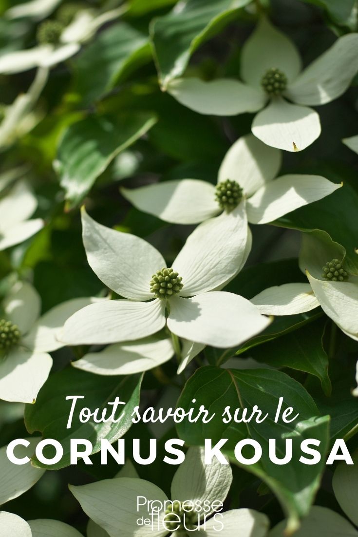 ### Everything You Need to Know About Cornus Kousa

Cornus kousa, commonly known as the kousa dogwood, is a small, deciduous tree that adds a stunning visual appeal to any garden. Originating from East Asia, including Japan, Korea, and China, this tree is celebrated for its unique structure and the beauty it brings throughout the seasons.

#### Characteristics of Cornus Kousa

The kousa dogwood typically grows to a height of about 8-12 meters and spreads outwards with a similar dimension. Its leaves are oval-shaped and turn a vibrant red in autumn, providing a striking contrast to its environment. One of the most distinctive features of Cornus kousa is its exfoliating bark, which peels back to reveal mottled shades of gray and brown, adding texture and interest to the winter landscape.

#### Flowering and Fruiting

Spring brings a spectacular display of flowers, which are actually bracts that surround the small, inconspicuous central flowers. These bracts start out green and gradually turn to a brilliant white or sometimes pink, lasting several weeks. Following the flowering period, the tree produces berry-like fruits that are a deep red. These fruits are not only attractive but are also edible, with a taste similar to strawberries.

#### Planting and Care

Cornus kousa thrives in a sunny to partially shaded location with well-drained soil. It is relatively low maintenance but does benefit from mulching and regular watering during dry periods. This tree is also notably resistant to many of the diseases that commonly affect other dogwoods, making it a robust choice for gardeners.

#### Landscape Uses

With its year-round beauty, Cornus kousa is an excellent choice for a focal point in the landscape. It can be used in mixed borders, as a specimen tree, or even in woodland gardens. Its horizontal branching pattern also makes it ideal for providing shade and its attractive flowers, bark, and fruits ensure that it remains interesting throughout the year.

Whether you are a seasoned gardener or a beginner, incorporating a Cornus kousa into your garden can transform your outdoor space into a vibrant and dynamic environment. Its ease of care, resistance to disease, and stunning seasonal changes make it a valuable addition to any garden.