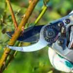 Caring for roses: the right equipment