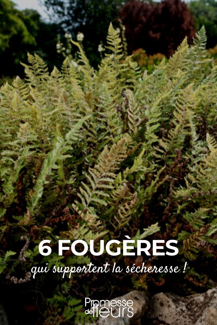 6 Ferns for Dry Soil