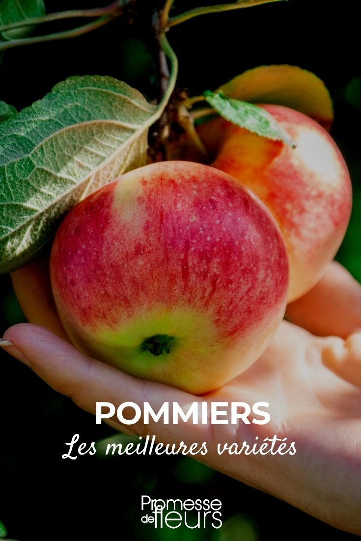 Our Selection of the Best Apple Trees