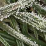 Preparing your garden for winter