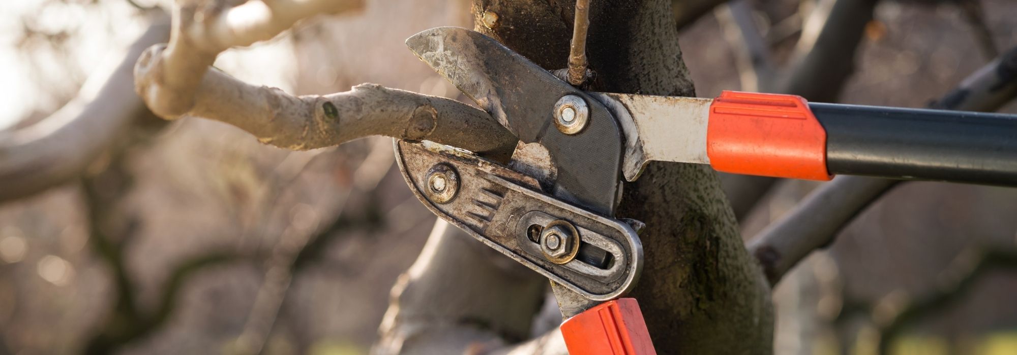 The necessary equipment to care for trees