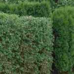 10 best bushes to create a windbreak hedge