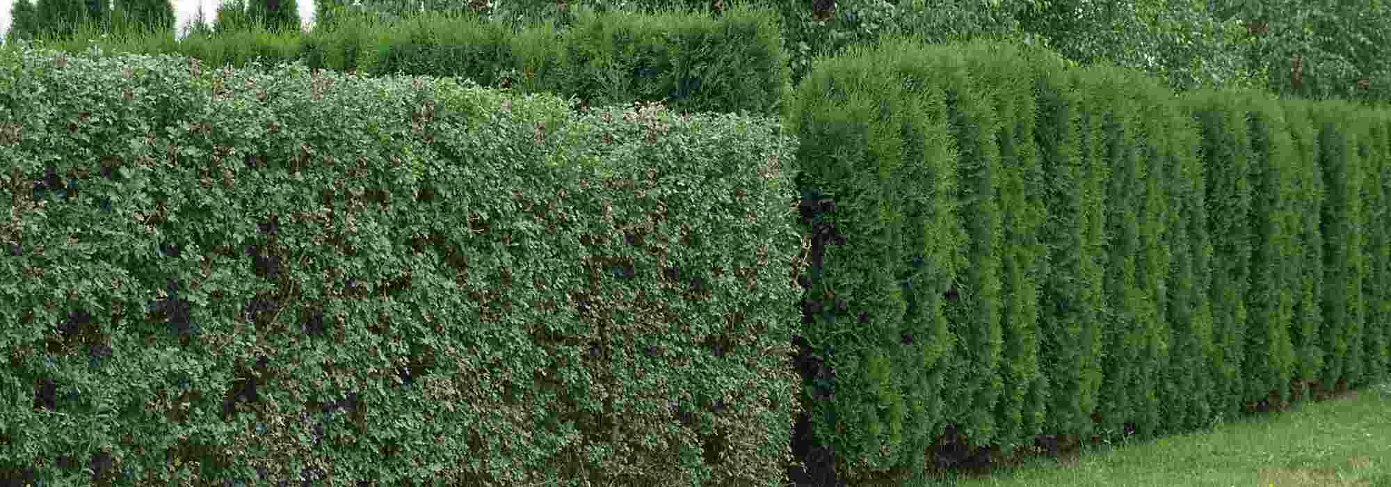 10 best bushes to create a windbreak hedge