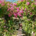 10 climbing roses for pergola