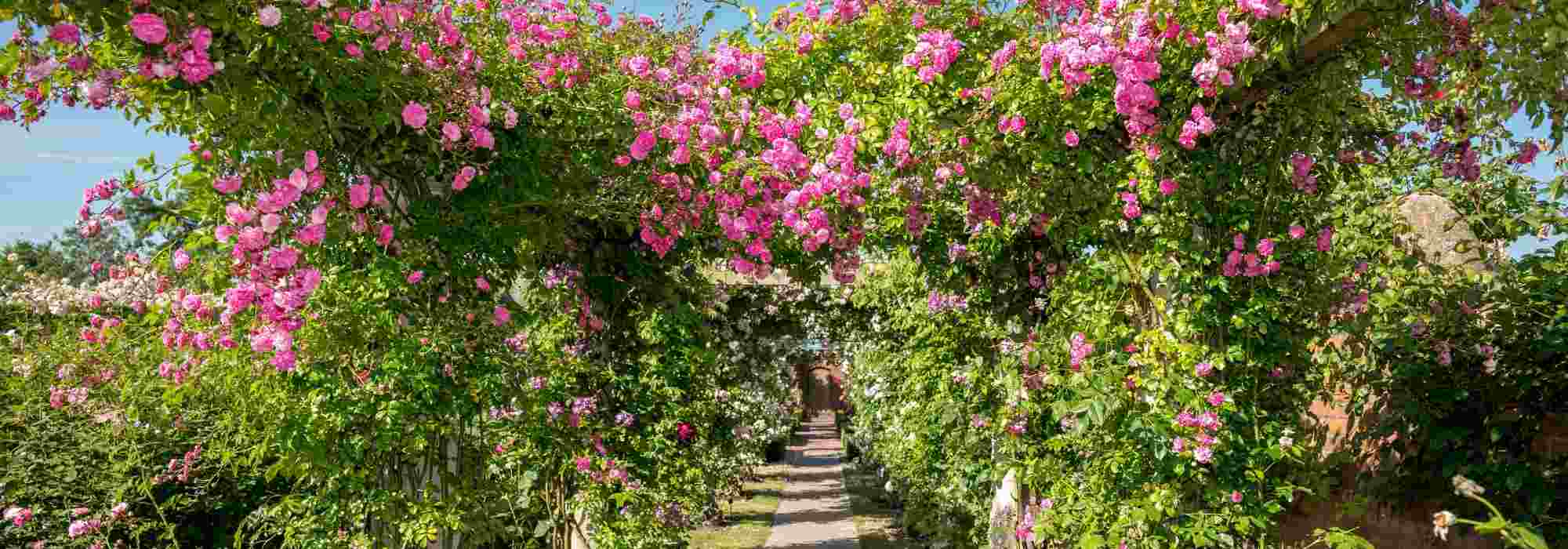 10 climbing roses for pergola