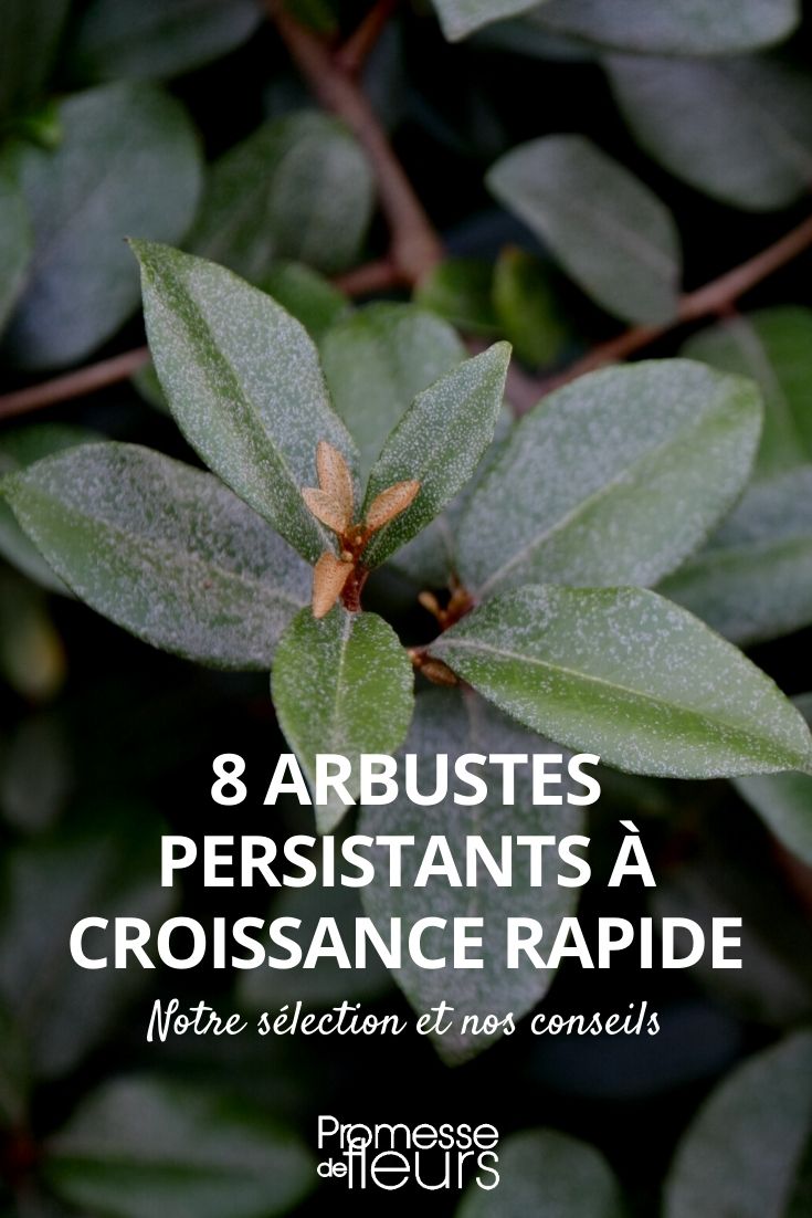 8 Fast-Growing Evergreen Bushes