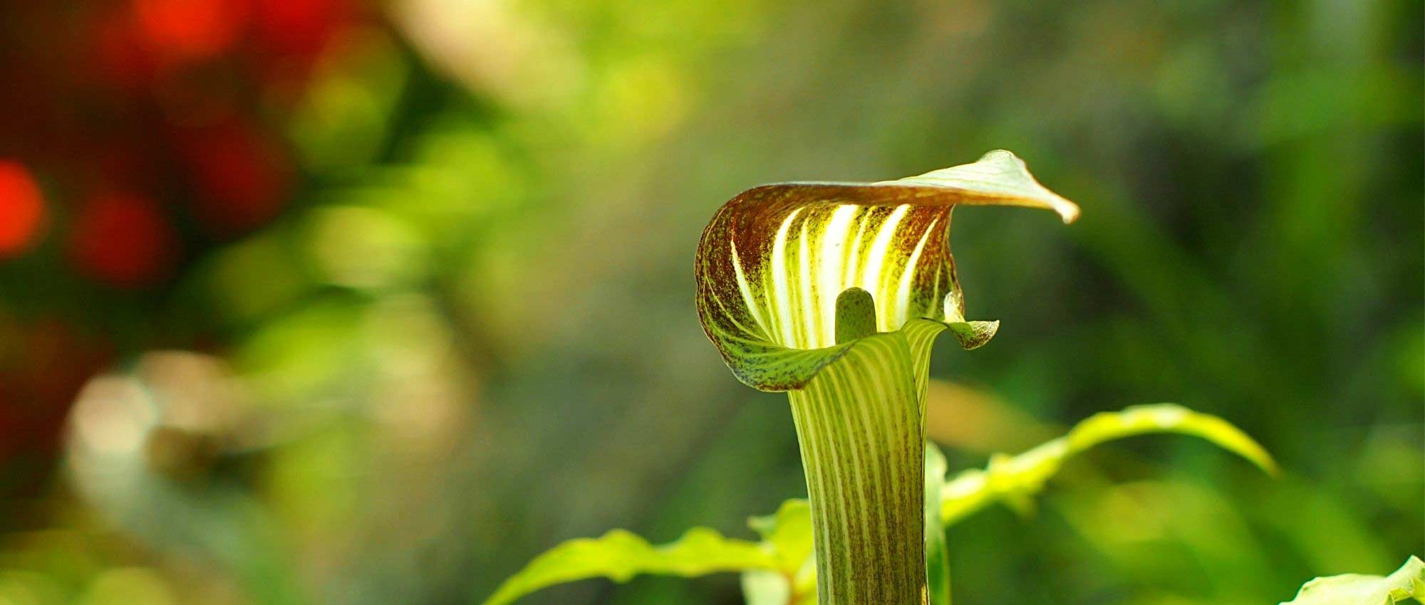 Arisaema: planting, growing, and care