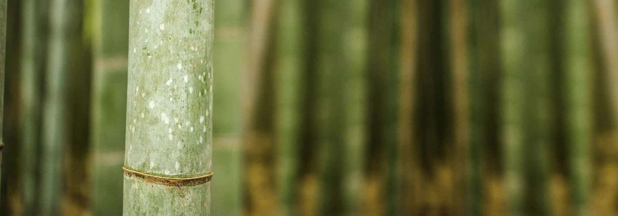 Install a rootstock barrier