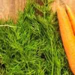 How to grow early vegetables?