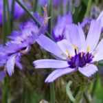 Catananche, Cupid's dart: planting, growing, care