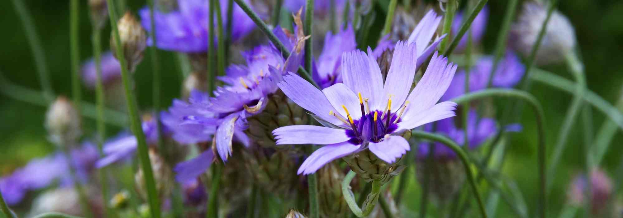 Catananche, Cupid's dart: planting, growing, care