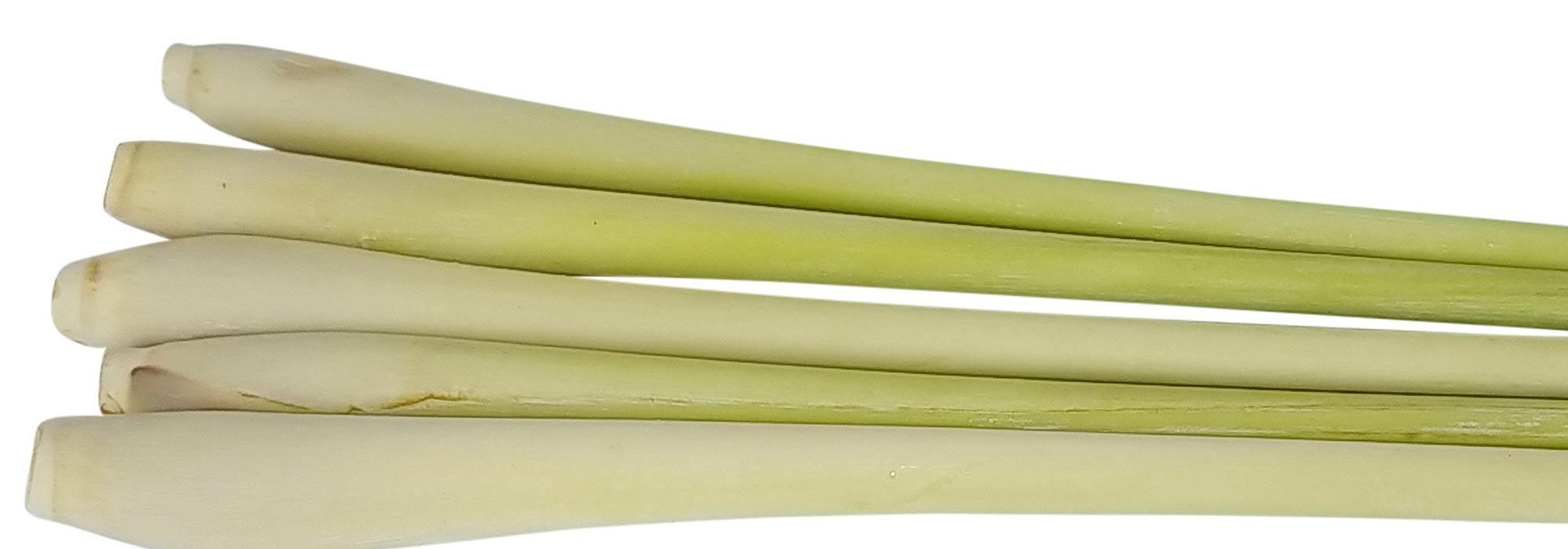 Lemongrass: sowing, growing, harvest