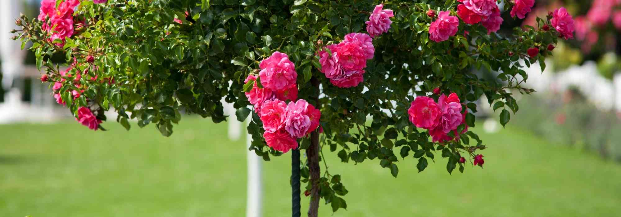 How to stake standard and weeping roses?