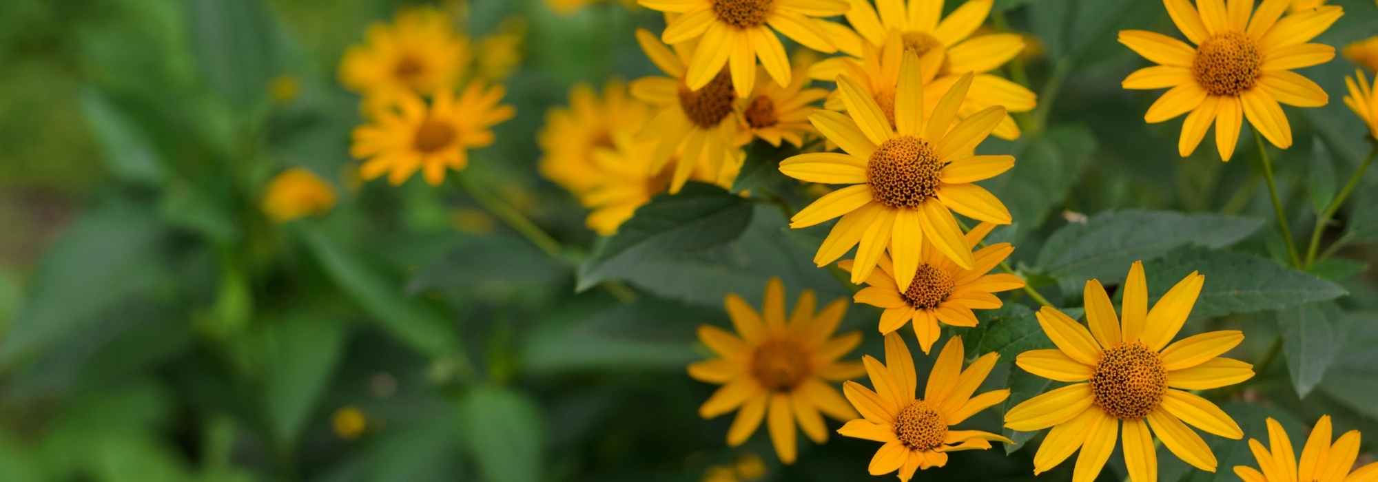 Heliopsis, Heliopsis: planting, cultivation, and care