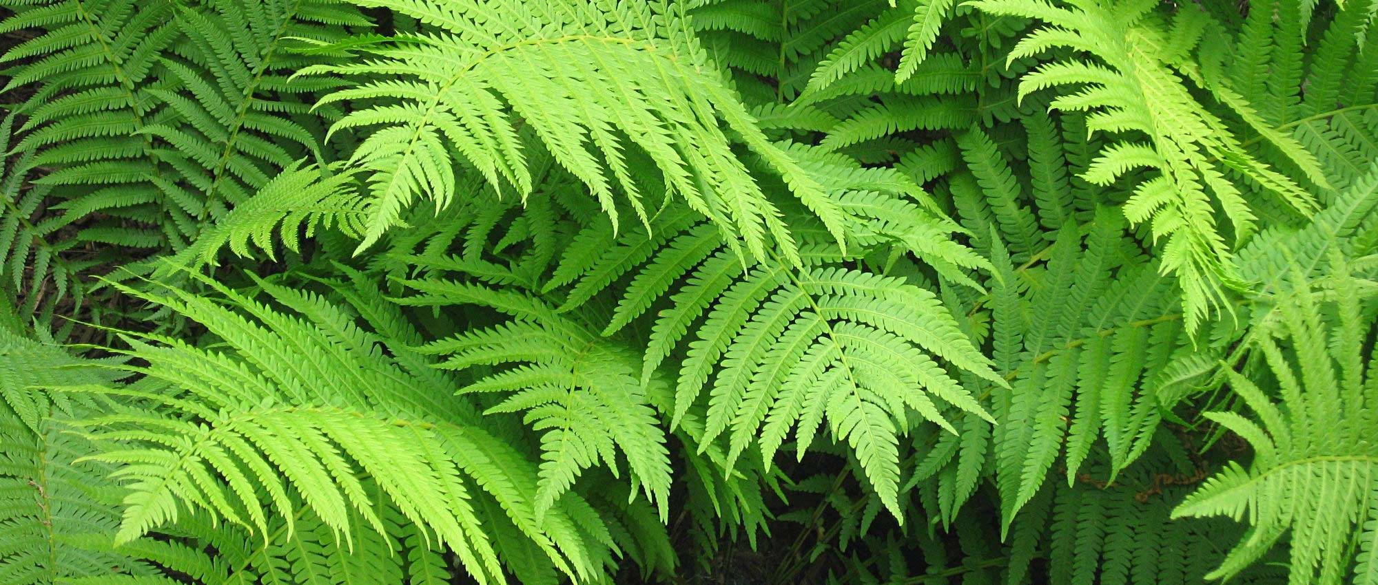 Matteuccia: planting, growing, and care