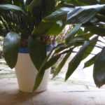 Plastic, biodegradable or terracotta pot…