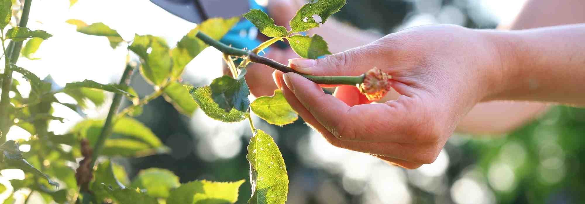 When and how to carry out pruning of a standard or weeping rose?