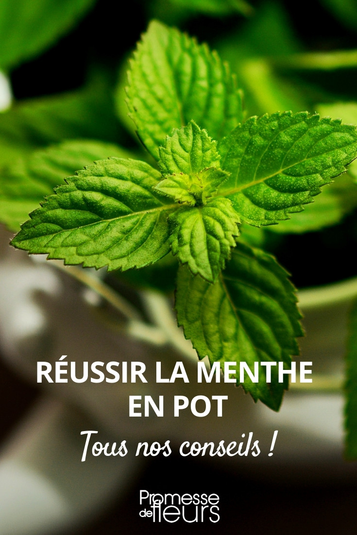 Mint - How to Grow it in a Pot