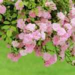 What is a standard rose or a weeping rose?