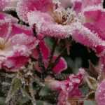 Protecting standard and weeping roses in winter