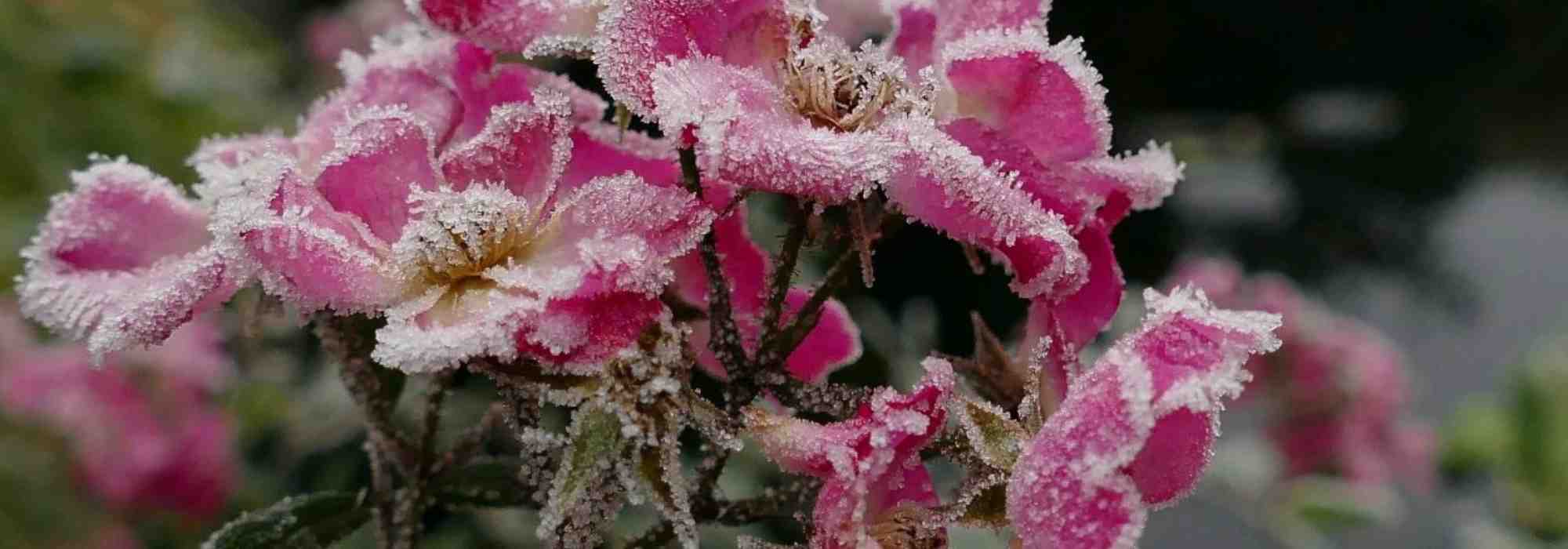 Protecting standard and weeping roses in winter