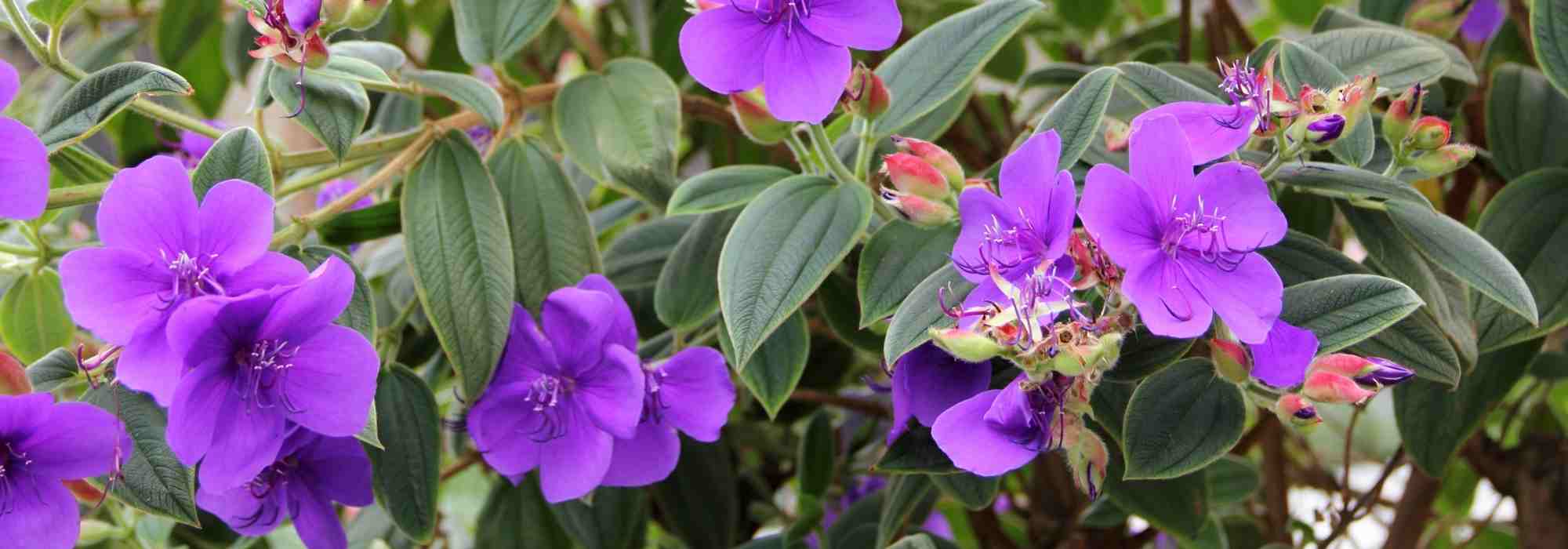 Tibouchina: planting, growing, care