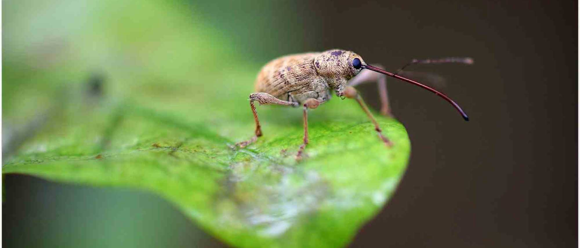 Hazelnut weevil: how to identify it and get rid of it?